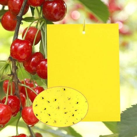 20 Autocollants Double-Face Jaunes, Pièges Collants Anti-Insectes, Protection Plantes Jardin Intérieur Extérieur
