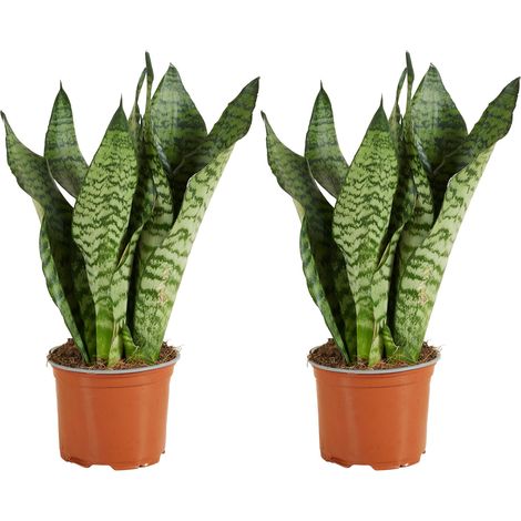 Bloomique - Lot de 2 - Sansevieria Zeylanica - Langue de Dame - Plantes d'intérieur - Purifiant l'air - Très facile d'entretien - Pot 12 cm - 30-40 cm de haut
