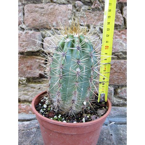 Trichocereus grandiflorus hybrid. spina lunga fiore bianco 15 cm, cactus, pianta grassa