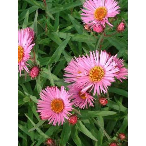 Aster de la Nouvelle-Angleterre 'Barr's pink' Godet de 8/9 cm (1/3)
