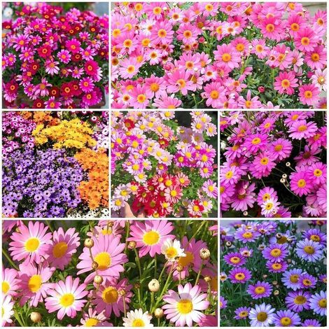 Graines de petites marguerites colorées 2000 – Floraison Abondante – Mélange Non-OGM – Convient pour le jardin, le balcon et les pots – Décoration de jardin extérieure – Prairie de fleurs sauvages (1/5)