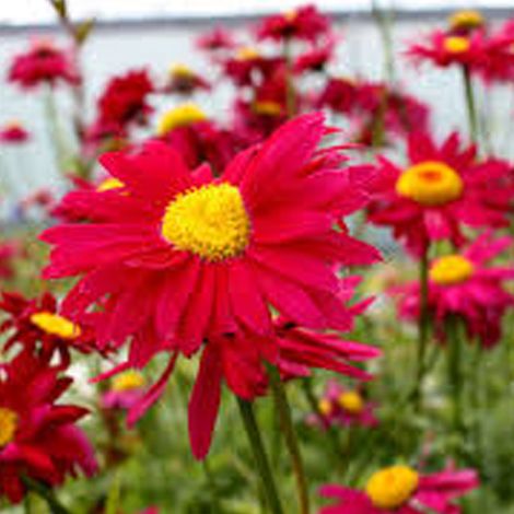 4 x Pyrèthre  - Tanacetum 'Robinson's Red'  - godet 9x9 cm