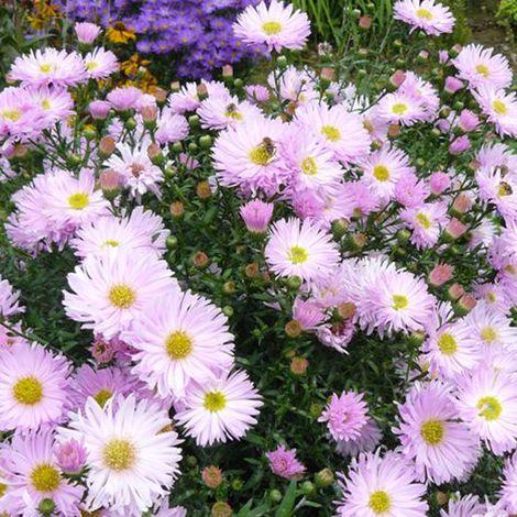 4 x Aster grand d'automne 'Fellowship' - godet 9x9 cm (1/4)