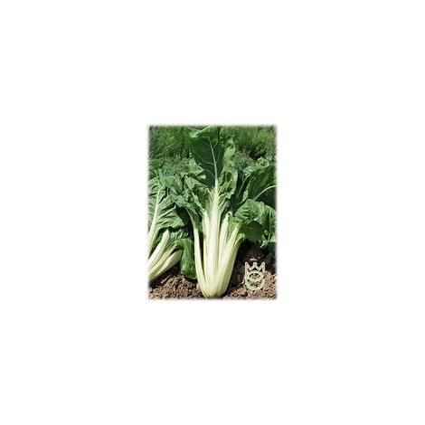 Semi di Bieta Verde a Costa bianca