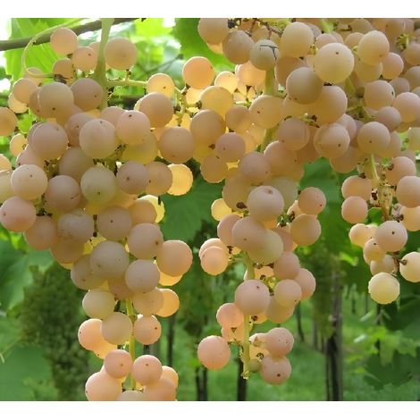 Vite Uva da Tavola Garganega pianta in vaso con canna h. 150 cm circa Garganega - Select 1: Garganega