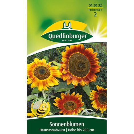 Quedlinburger Saatgut – Tournesol Herbstschönheit – Graines de fleurs, hauteur env. 200 cm, environ 10-15 plants (1/2)