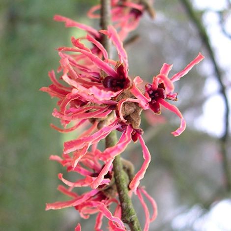 Noisetier de sorcière 'Ruby Glow' - 40-60 cm pot