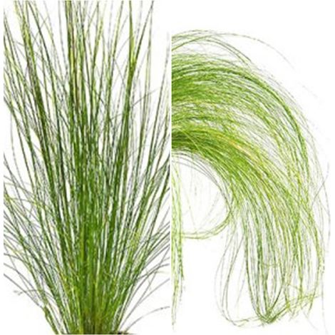 Planta de Stipa Tenuissima. 40 Cm