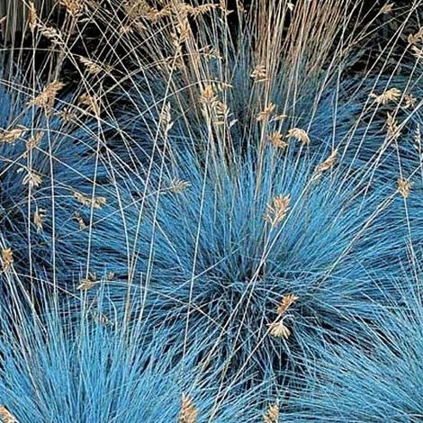 3 PIANTE DI FESTUCA GLAUCA COMPACTA BLU VASO 10CM Perenni