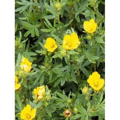 Potentille arbustive 'Kobold' Pot de 3L/4L (1/2)