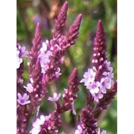 Verveine hastée 'Rosea' Godet de 8/9 cm
