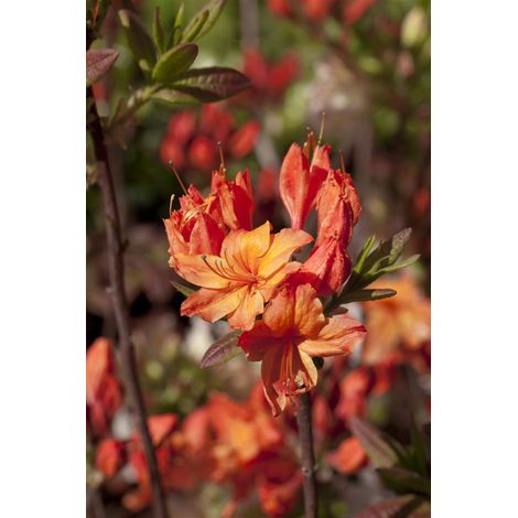 Sommergrüne Azalee 'Rumba' Rhododendron lut.'Rumba' C 5 40- 50
