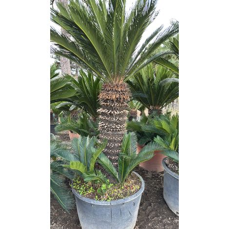 ESEMPLARE CYCAS REVOLUTA H 120 CM DI TRONCO FOTO REALI CICAS PALMA