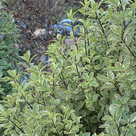 Pittosporum panaché – Arbuste persistant 2 à 2,5m – Feuillage décoratif – Exposition ensoleillée à mi-ombragée – Température min -7°C (1/5)