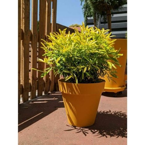 Riviera Soleilla Blumenkasten gelb 60 cm Durchmesser