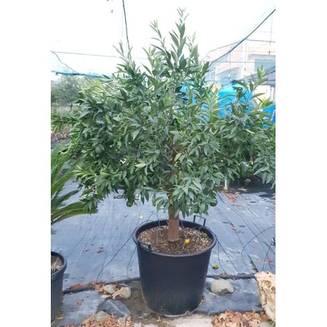 Mandarino "Citrus reticulata" Agrumi di Sicilia esemplare unico pianta in mastello  60 cm FOTO REALI (1/4)