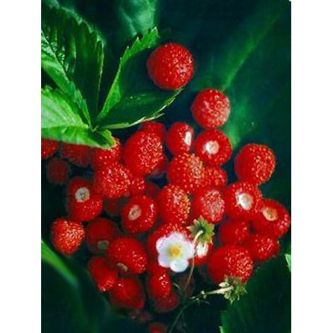Fraisier des bois 'Alexandria' Godet de 8/9 cm