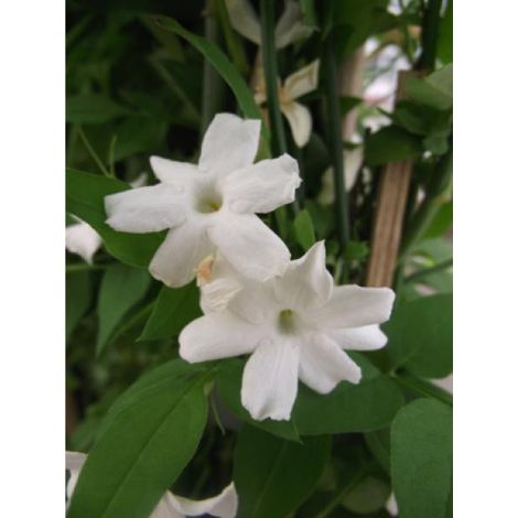 Jasmin blanc, officinal 'Affinis' Pot de 3L/4L (1/2)