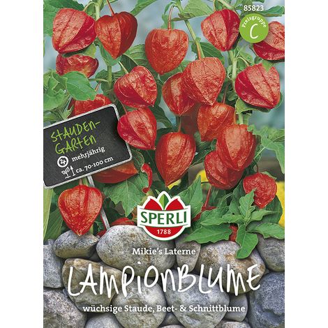 Sperli – Physalis alkékenge (amour en cage) Mikie's Laterne – Graines de fleurs, vivace, hauteur env. 70-100 cm (1/2)
