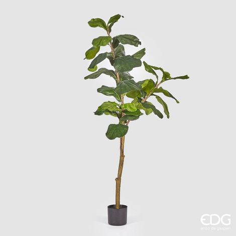 EDG Enzo De Gasperi Ficus Lyrata con Vaso Artificiale H 152 Cm Green (1/4)