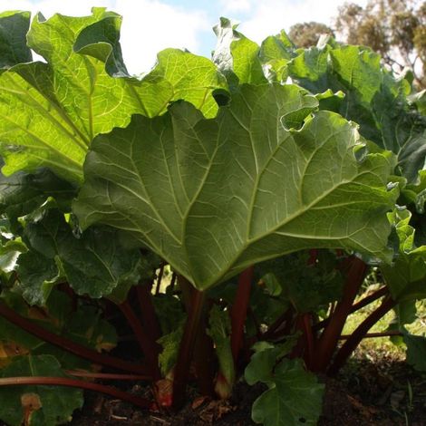 Rhubarbe des jardins/Godet - 5/20 cm (1/3)