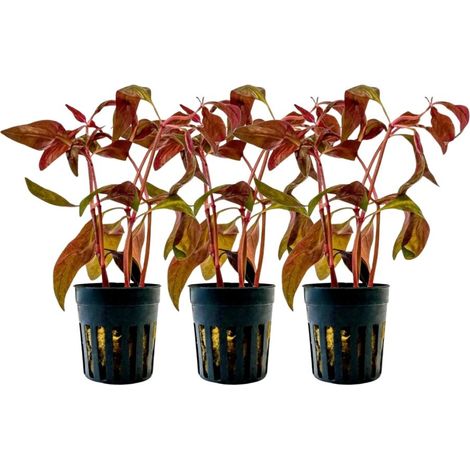 Aquarium Pflanze 3 Stück Alternanthera lilacina Topf Nr.323L