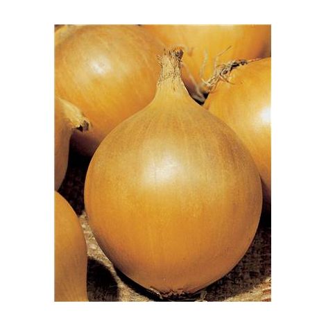 OIGNON JAUNE HYLINE HF1 - 10 G