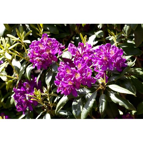 Rhododendron-Hybride 'Marcel Menard' Rhododendron Hybr.'Marcel Menard' C 7,5 40- 50 (1/4)