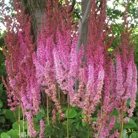 4 x Astilbe de Chine  - Astilbe chinensis 'Superba'  - godet 9x9