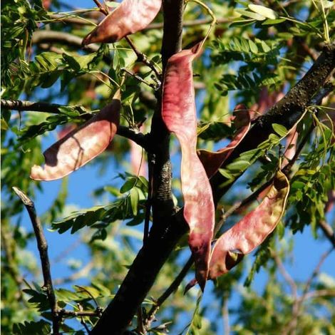 Févier d'Amérique (Gleditsia Triacanthos) (1/4)