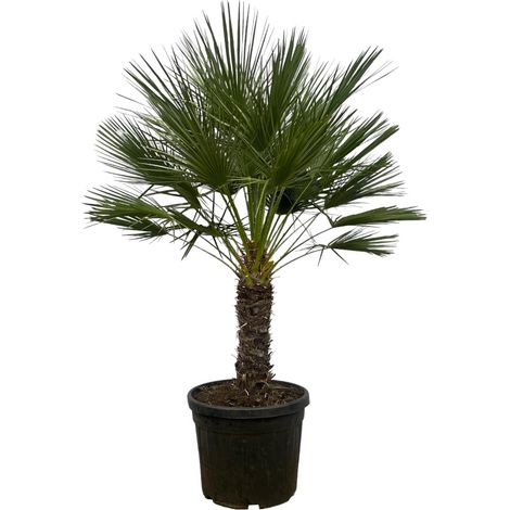 Palmier Nain Chamaerops Humilis sur Tronc pour Jardin et Intérieur Vert H150 cm Ø45 cm - PANGIVO (1/4)