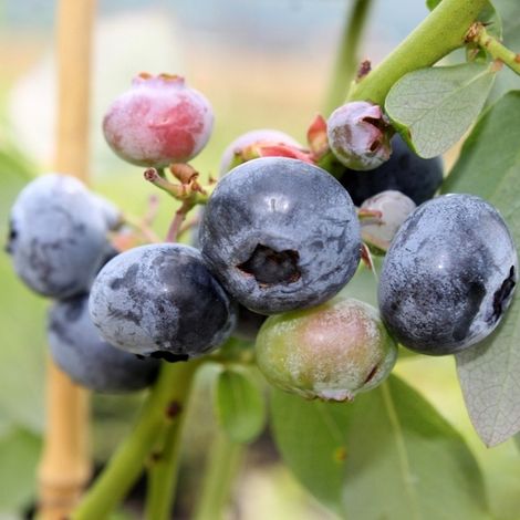Mirtillo Americano “Bluetta” – Precoce (Vaccinium corymbosum) FOTO REALI
