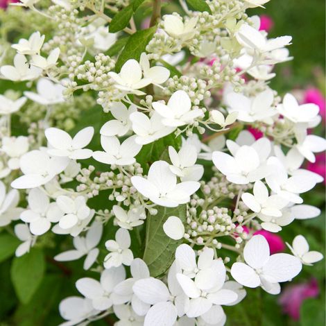 Hortensia paniculata kyushu - Hydrangea paniculata kyushu Pot 3L (1/2)