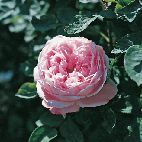 Gardenaria Rosa 'Baroness Rotshild' - Rosa da giardino - Altezza: 30/40 cm (vaso22) (1/2)