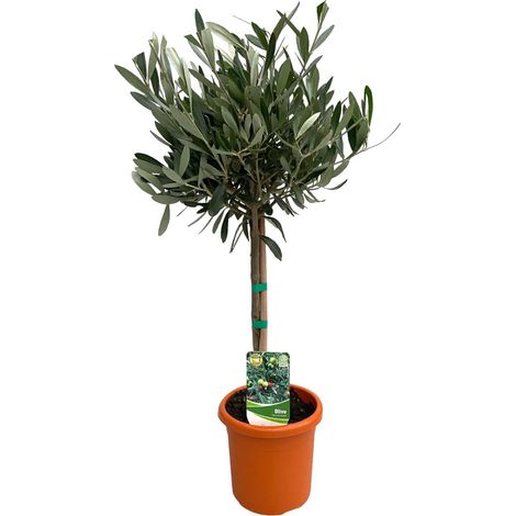Olea Europaea sur Tige Olivier Plante Méditerranéenne Intérieure Extérieure Pot Ø15 cm Hauteur 60 cm - PANGIVO