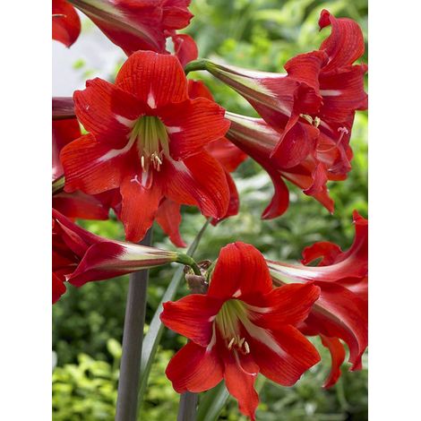 Amaryllis 'Balentino' Bulbe calibre 14/16 (1/2)
