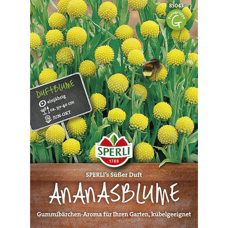 Sperli Ananasblume SPERLI´s Süßer Duft - Blumensamen (1/2)
