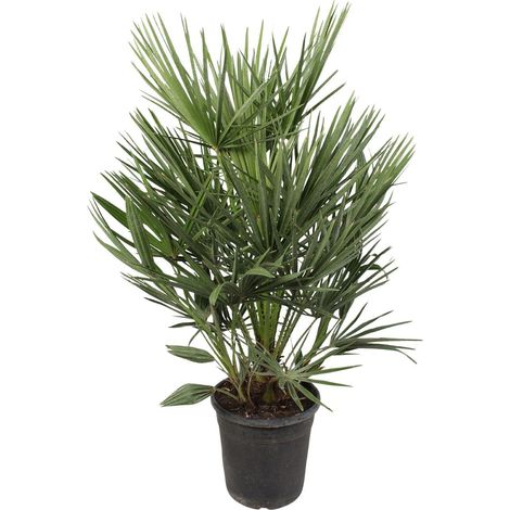 Palmier Chamaerops Humilis Nain Plante Méditerranéenne Extérieur et Intérieur H90 cm Ø21 cm - PANGIVO