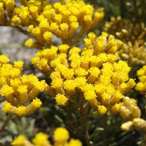 4 x Immortelle à odeur de curry - godet 9x9 cm