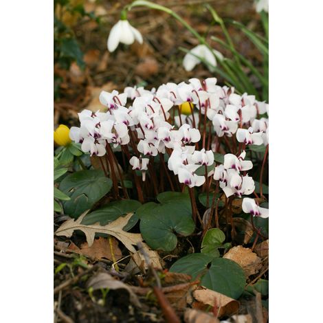 Cyclamen de l'Ile de Cos 'Album' Godet de 8/9 cm (1/4)