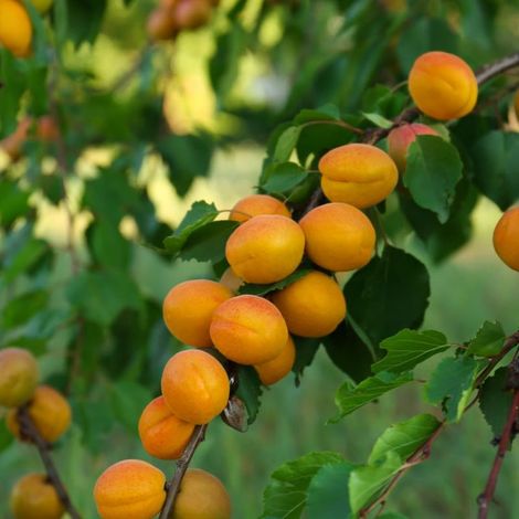 Abricotier 'Royal' (Prunus armeniaca 'Royal')