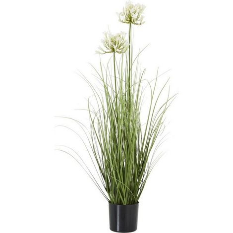 Agapanthus Plant in Pot - Plastic - Height 90 cm - White