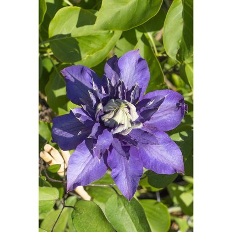 Clematis Multi Blue Lot de 3 Plantes Grimpantes à Grandes Fleurs Violet Bleu 65 cm Pot 15 cm - PANGIVO (1/3)