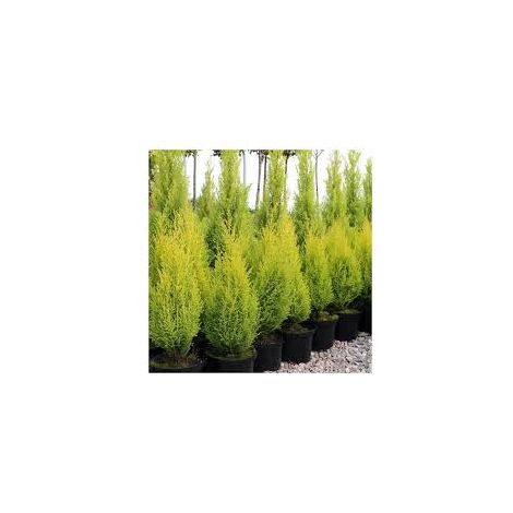 Vivaio Garden Forest – Cupressus Goldcrest conifère 20cm – Port conique étroit – Feuillage jaune citron – Résistant au froid et au gel – Pour bordure ou haie