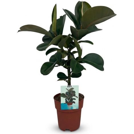 Ficus Elastica Cloe - Plante d'intérieur Caoutchouc - Vert - Pot Ø 19 cm - Hauteur 65 cm - PANGIVO (1/5)