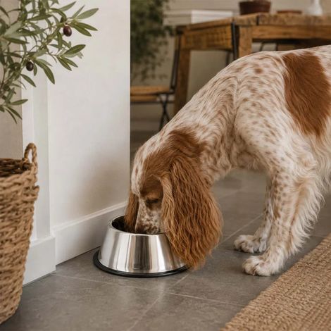 Gamelle haute pour chien à longues oreilles 1825 ml (1/5)