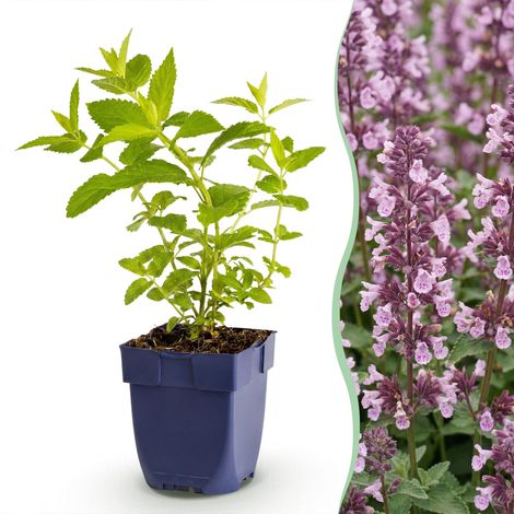 Nepeta sibirica Wild Orchid Herbe aux Chats Plante Vivace Mellifère Rose Pot 11 cm 1 Plante - PANGIVO (1/5)