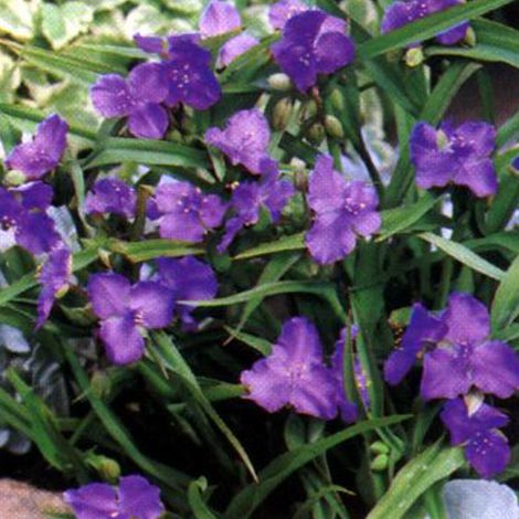 4 x Éphémère de Virginie  - Tradescantia 'Leonora'  - godet 9x9