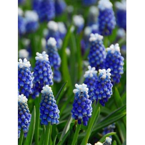 Muscari 'Mount Hood' Bulbe calibre 5+ (par 20) (1/2)
