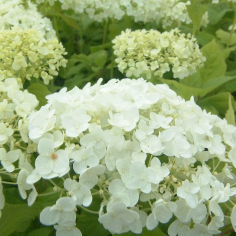 Hortensia de Virginie 'Annabelle' - 60-80 cm pot (1/4)